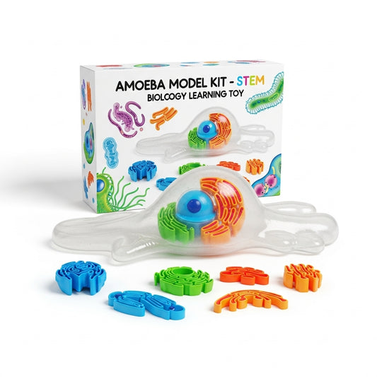 Amoeba model kit, STEM biology learning toy